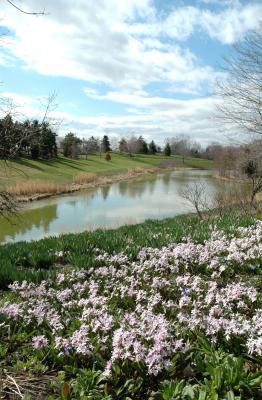 flowers and pond