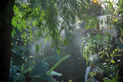 rainy greehouse