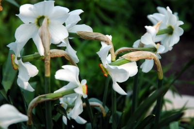 narcissi