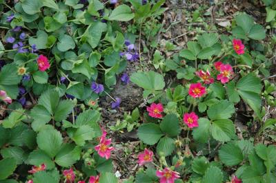 ornamental strawberry and violet