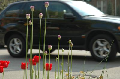 tulips and traffic