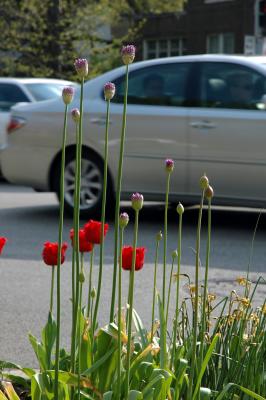 tulips and traffic