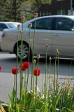 tulips and traffic