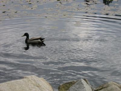 Duck on Beaver Lake.JPG
