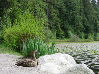 Duck sleeping.JPG