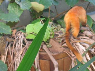 Garden 8.JPG