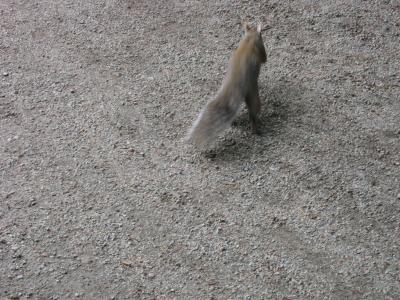 u44/tognaka/medium/28657136.Squirelljumping.jpg