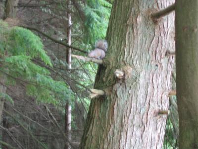 u44/tognaka/medium/28657149.Squirellontree.jpg