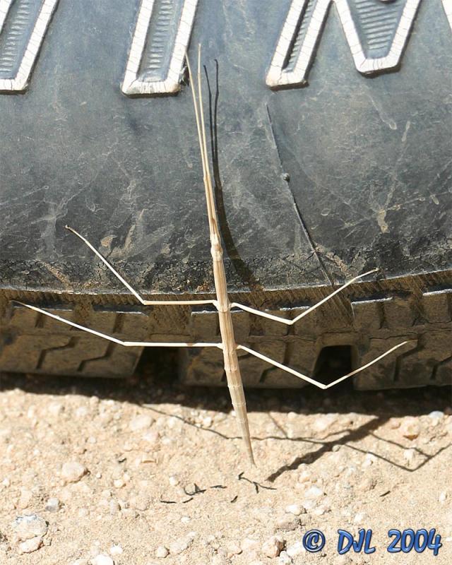 Walking Stick