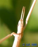Walking Stick