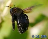 Carpenter Bee