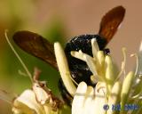 Carpenter Bee