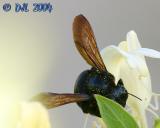 Carpenter Bee