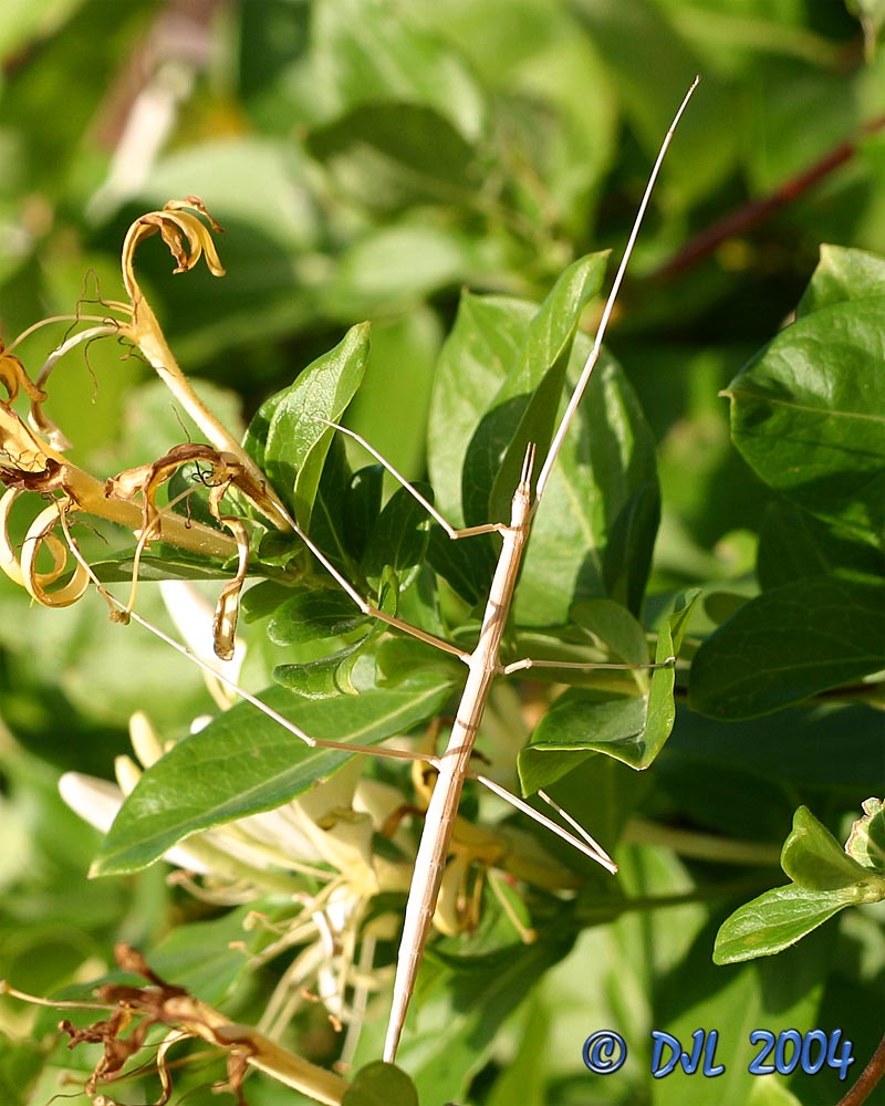 Walking Stick