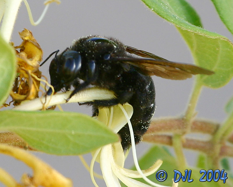 Carpenter Bee