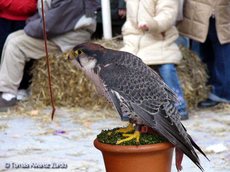 Feria Medieval