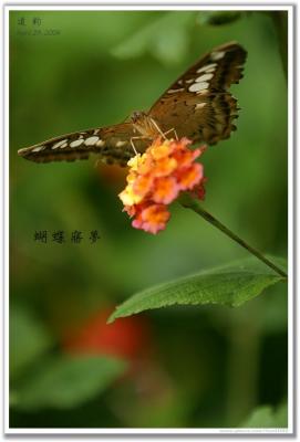 Butterflies' Cloudland-