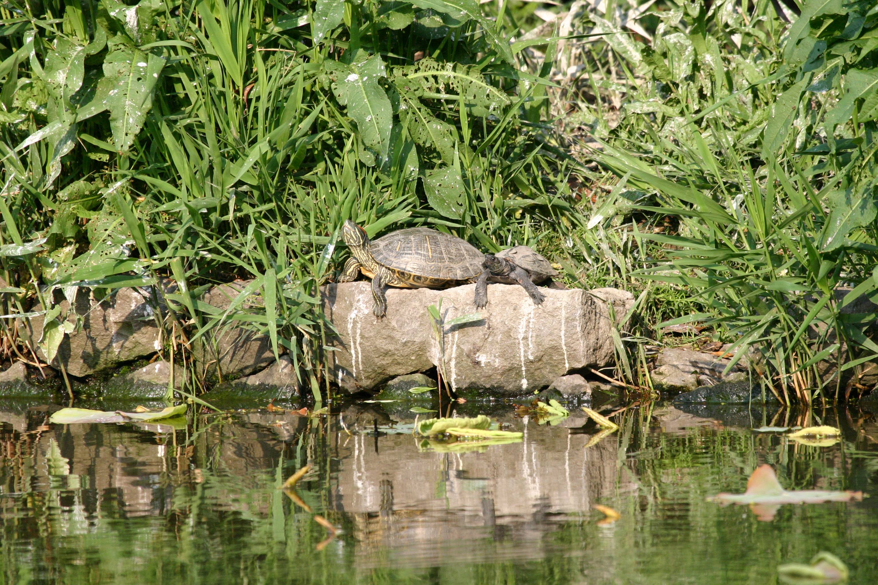 Tortoise
