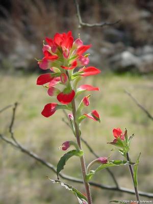 Indian Paintbrush Wildflower