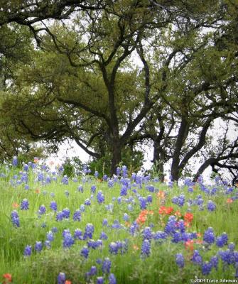 Bluebonnets in the  Texas Hill Country
