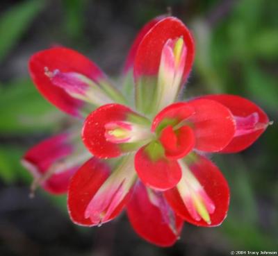 Indian Paintbrush Wildflower