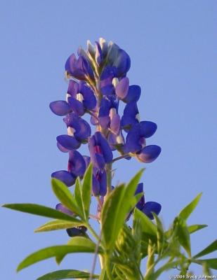 Bluebonnet