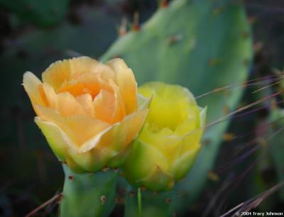 Prickly Pear Cactus Flowers