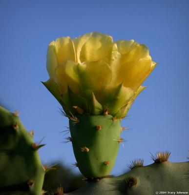 Prickly Pear Cactus Flower