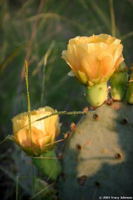 Prickly Pear Cactus in Bloom