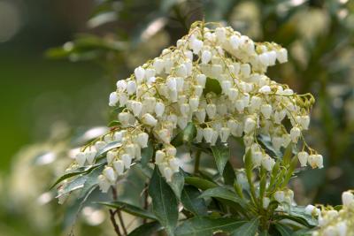 Mountain Laurel