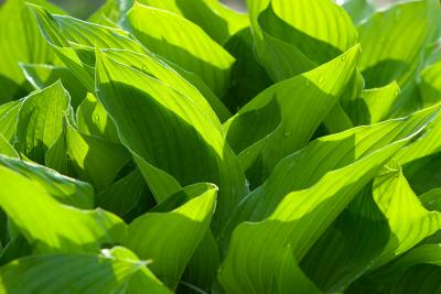 Hostas