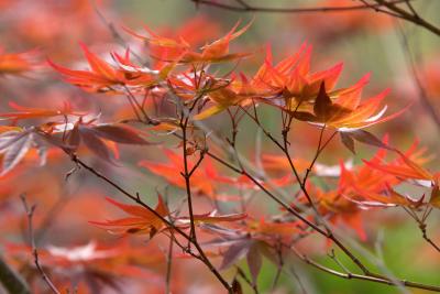 Japanese Maple