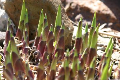 Hosta Sprouts