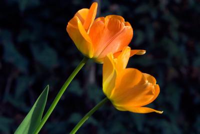 Tulips