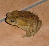 Arenal Gigantic-Toad.jpg