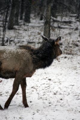 A  Visit to Beautiful Elk County, Pennsylvania