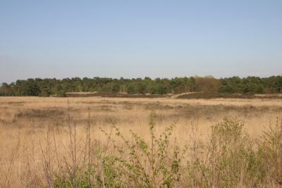 800-heide-heath.jpg