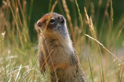 bff-columbian-ground-squirrel.jpg