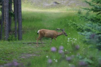 bff-white-tail-deer.jpg