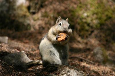cholate-cooky-squirrel.jpg