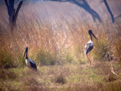 Black-necked Storks