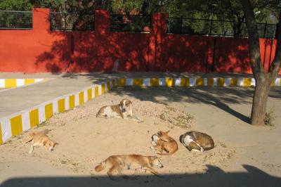 Dogs in Agra