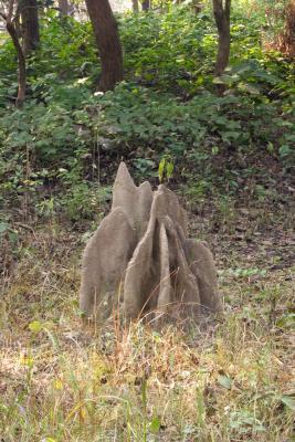 We did see termite mounds