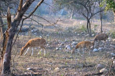 Too many complacent deer, for there to be a tiger around