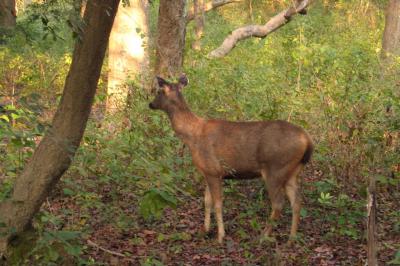 Sambhar Deer