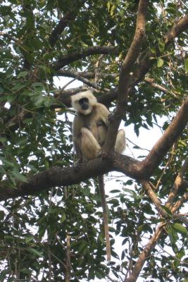Black-faced Langur Monkey