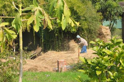 Making thatch