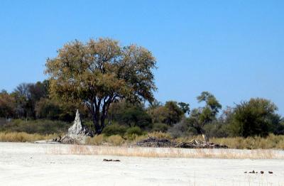 Our first termite mound