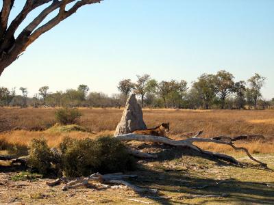 Termite mound with lioness