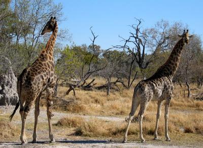 Another TWO giraffes